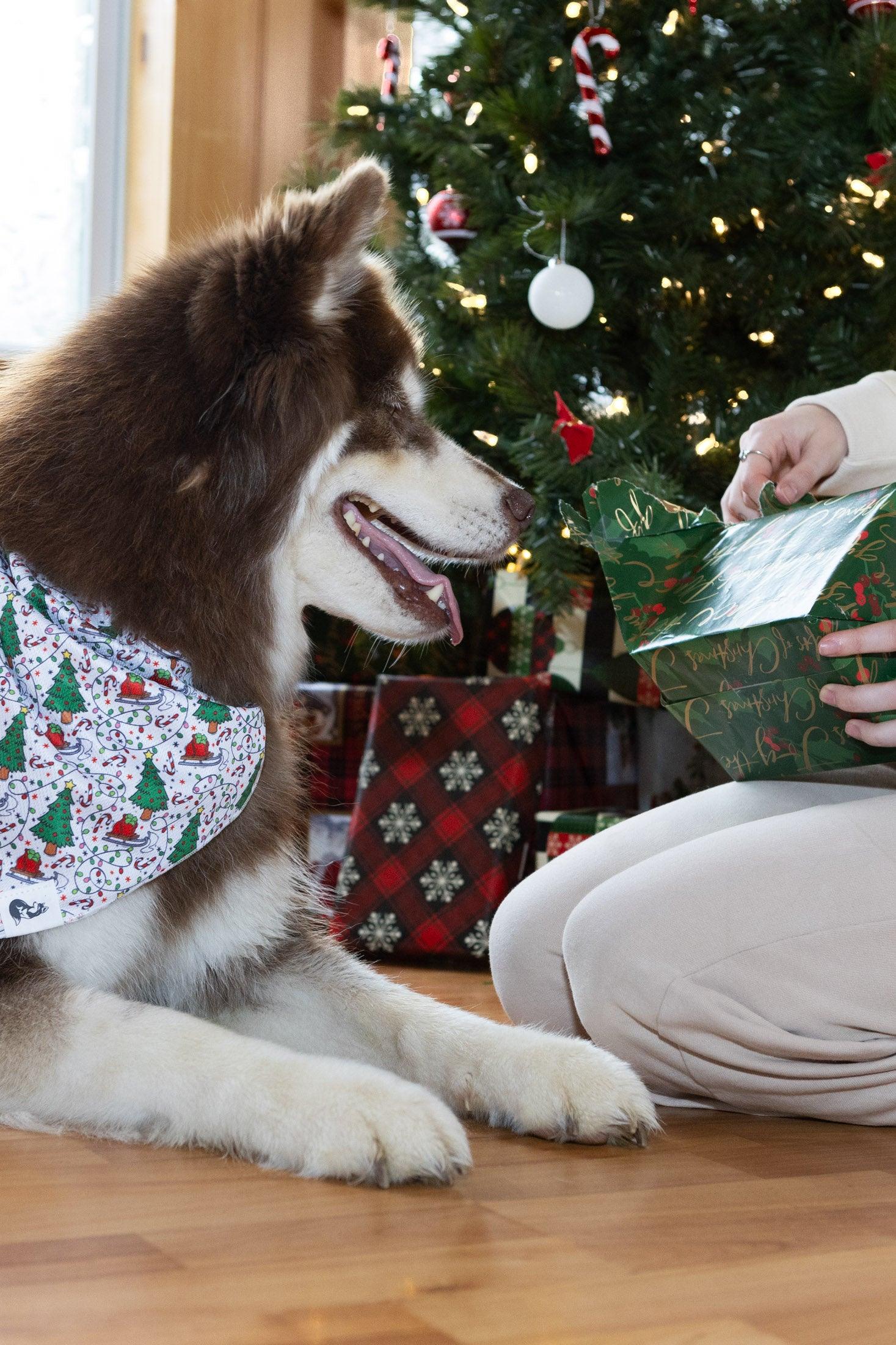 Howliday Cheer Dog Bandana Aria the Fox